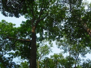 e0004756_1694375.jpg