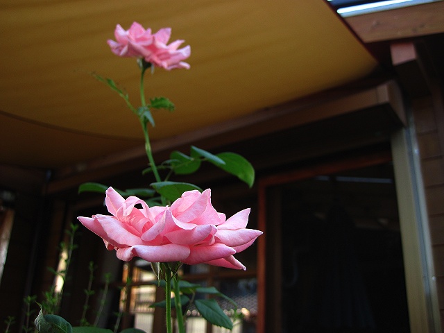 c0123363_2147958.jpg