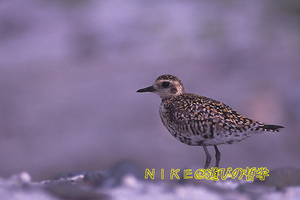 e0000968_21561190.jpg