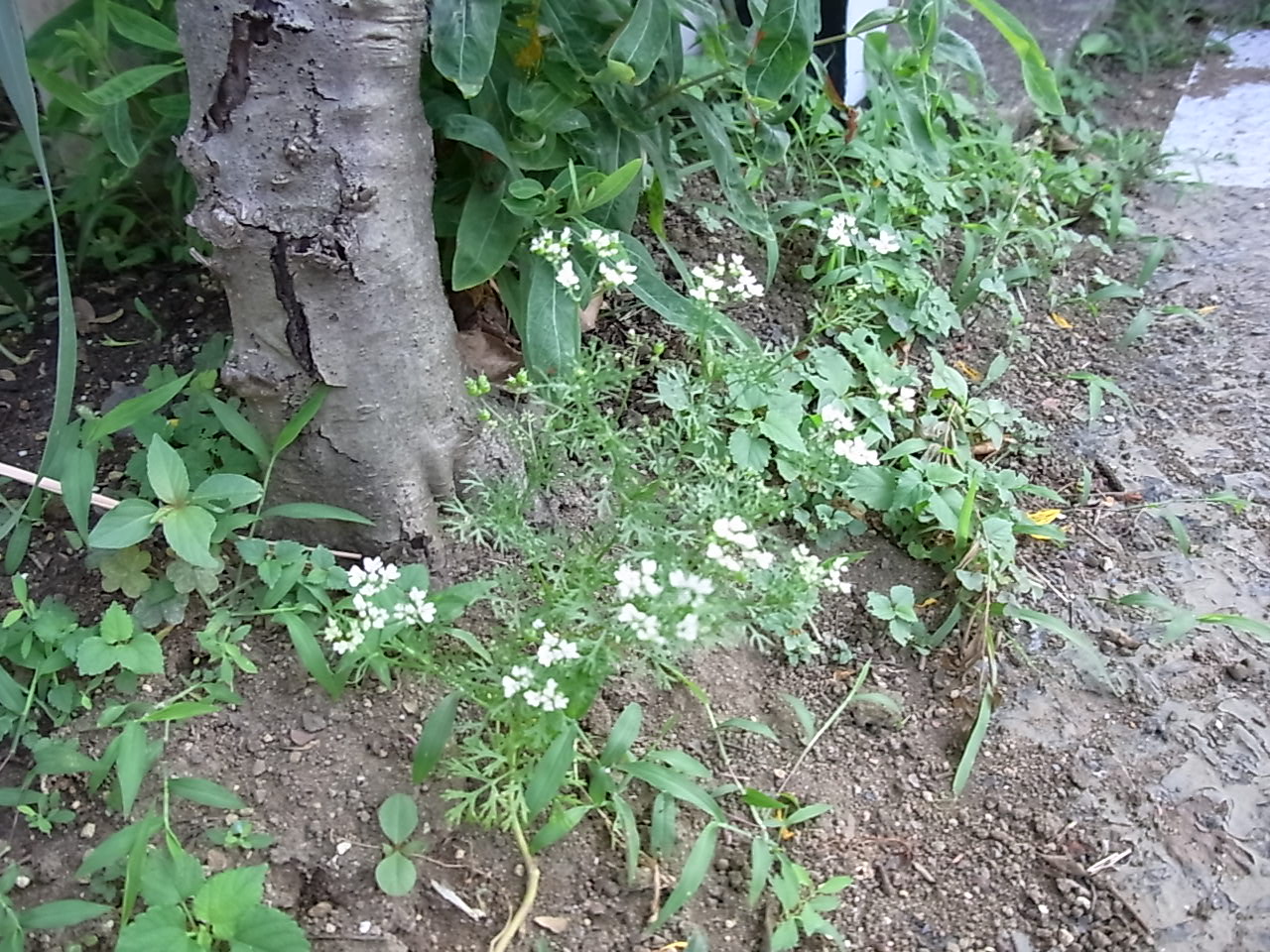 e0159569_13531833.jpg