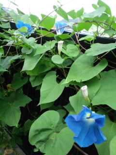 c0228378_7351342.jpg