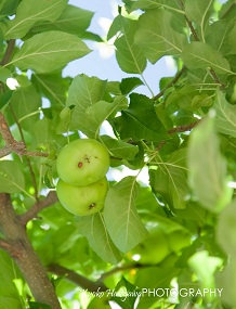 e0148185_1394872.jpg