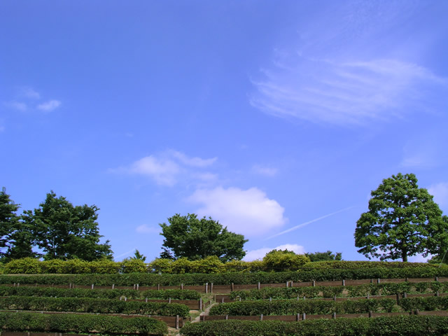 c0044617_15122455.jpg