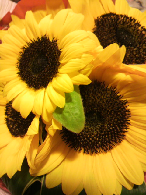 e0134235_1656489.jpg