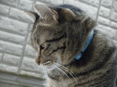 c0136736_17414231.gif