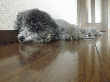 c0136736_17464236.gif