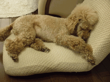 c0136736_17484018.gif