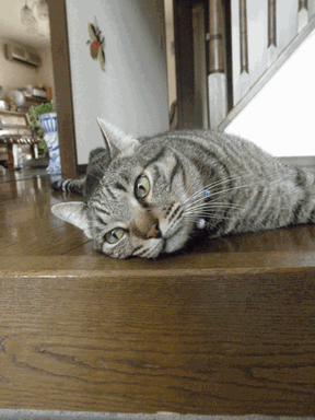 c0136736_1750491.gif