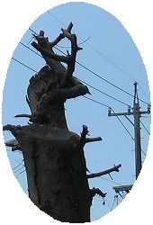 e0041168_10205161.jpg