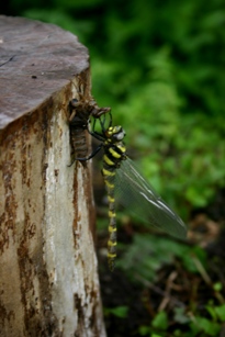 c0057781_9372313.jpg