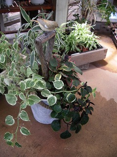 c0190010_165023.jpg