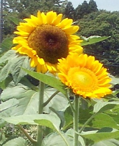 a0053420_17152991.jpg