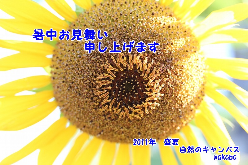 e0052135_1428648.jpg