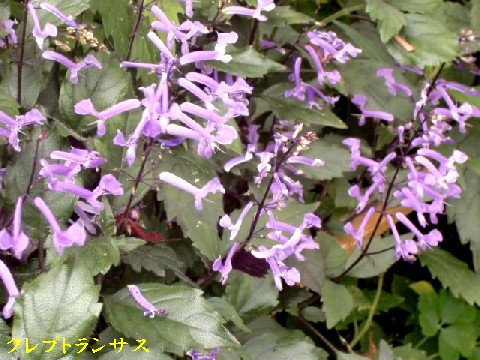b0012636_13591673.jpg