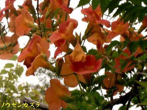 b0012636_13595979.jpg