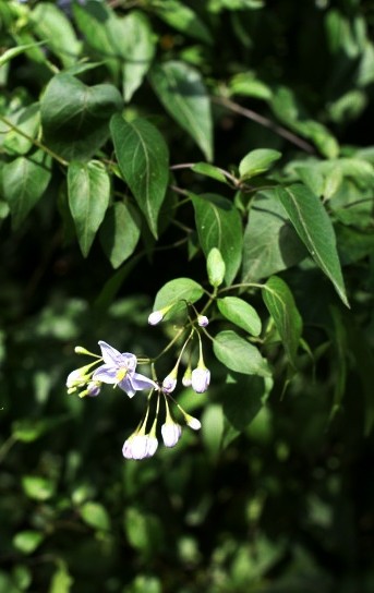 f0157538_2113048.jpg