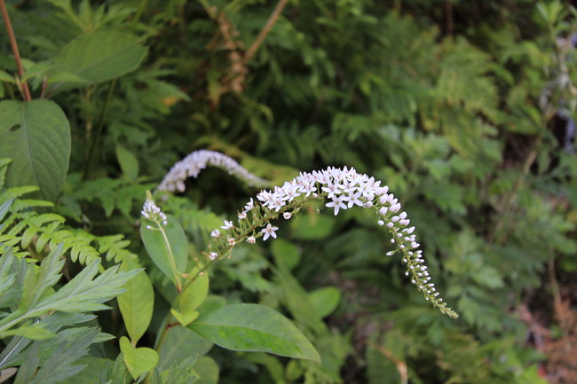 e0024081_20435714.jpg