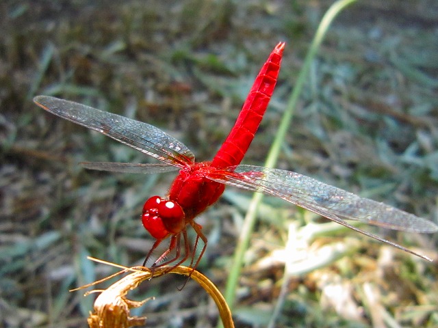 e0202393_7531058.jpg