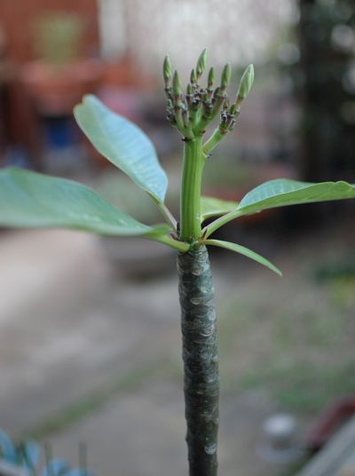 a0011999_2294157.jpg