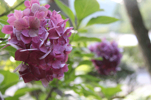 d0163550_1292135.gif