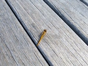 f0190653_8545384.gif