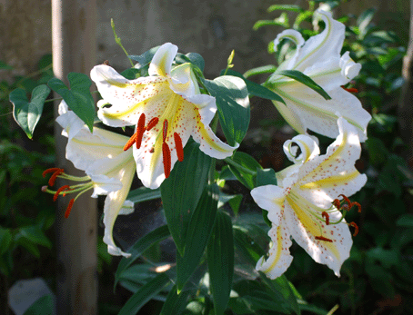 b0159780_8275553.gif