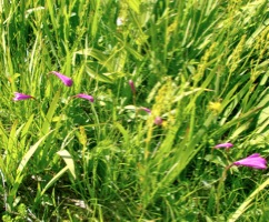 c0151898_14413040.jpg