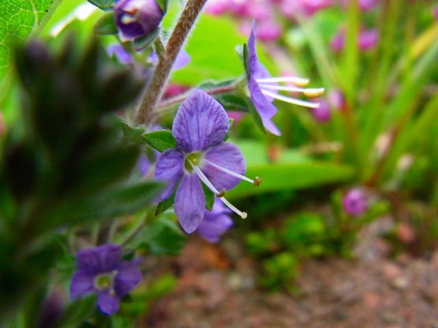 f0157901_2245335.jpg