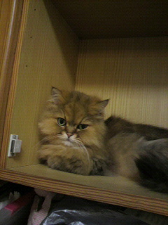 f0106823_15299.jpg