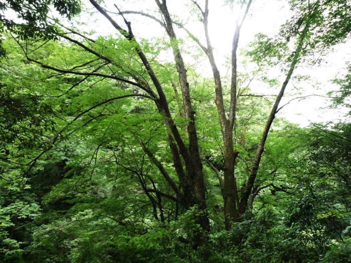 c0172724_9444883.jpg