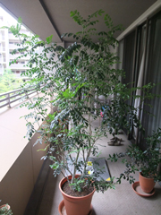 c0006827_1574366.jpg