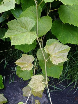 f0045630_9455633.jpg