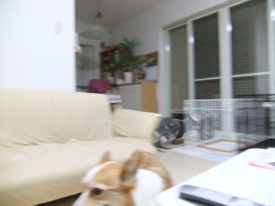d0081541_11393158.jpg