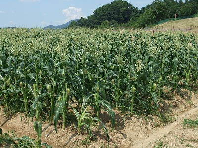 e0173645_11154320.jpg