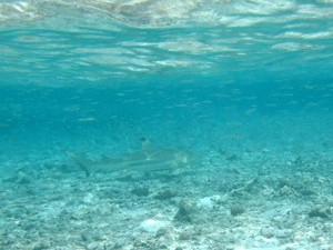 f0190653_20214757.gif