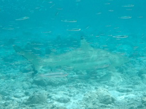 f0190653_20215298.gif