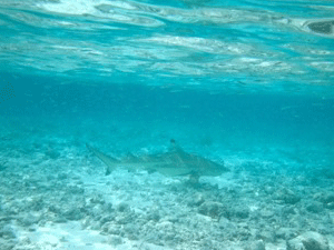 f0190653_20215716.gif