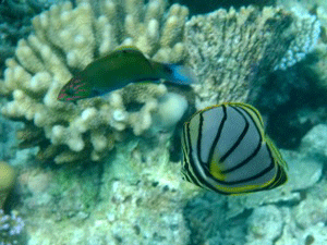 f0190653_20222677.gif