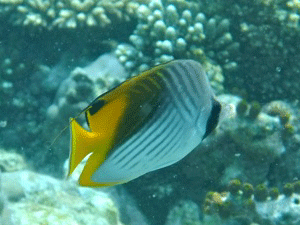 f0190653_20223953.gif