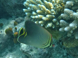 f0190653_20224868.gif