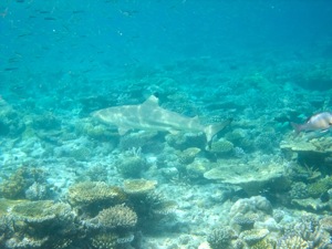 f0190653_20243528.jpg