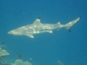 f0190653_20251152.gif