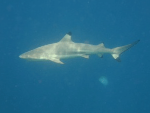 f0190653_20252840.gif