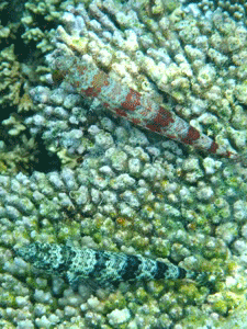 f0190653_20291386.gif