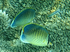 f0190653_20295975.gif