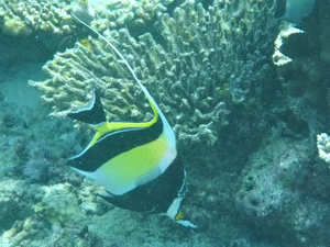 f0190653_20311642.gif