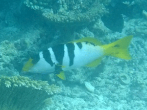 f0190653_2032112.gif