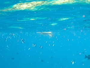 f0190653_20564083.gif