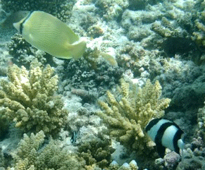 f0190653_20571576.gif