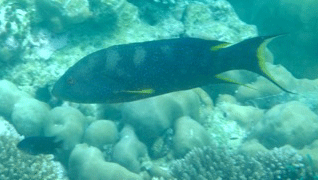 f0190653_20571887.gif